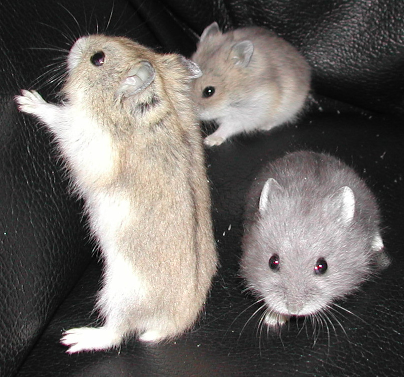 3hambabies.jpg
