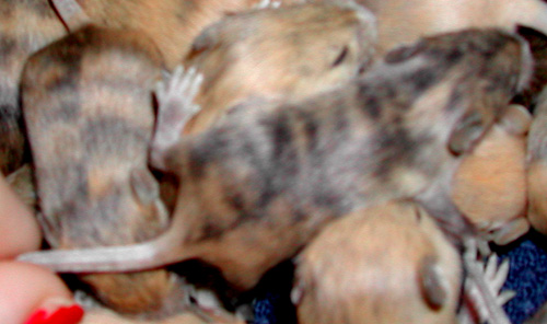 brindle3.jpg