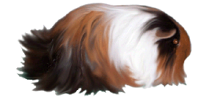 button2copy.gif