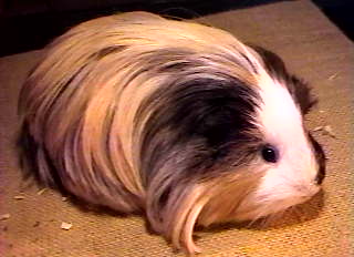pastelpanda.jpg