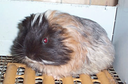 roanboar.gif